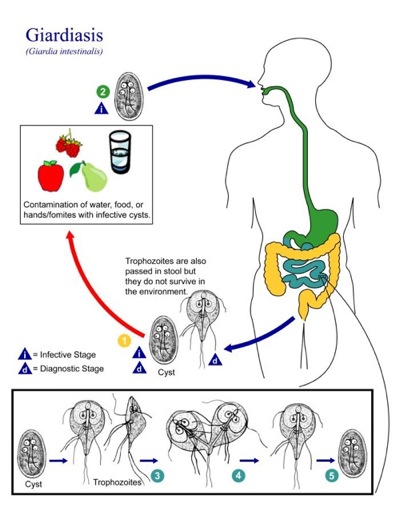 Giardia cdc life cycle, Aschelminthes ppt Giardia cdc