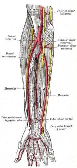 artery in arm