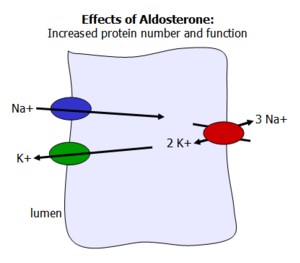 Loss of Aldosterone