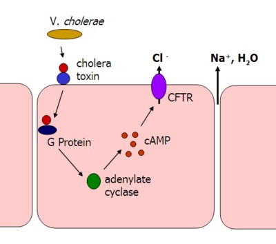 cholera toxin