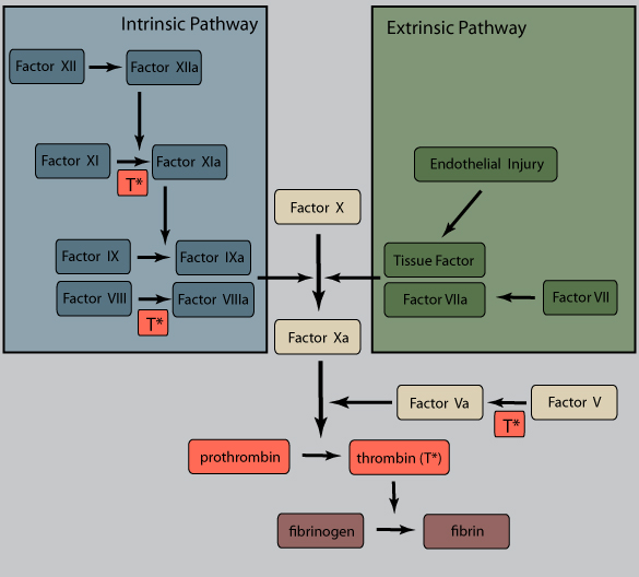 Coagulation chart
