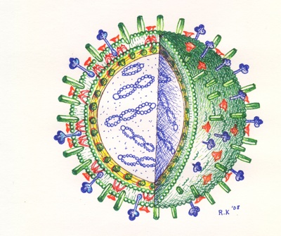 influenza A virus