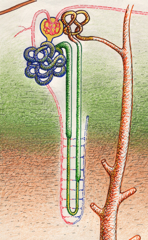 The Kidneys