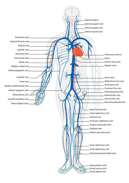 arteries in neck diagram. Diagram, majorarteries and