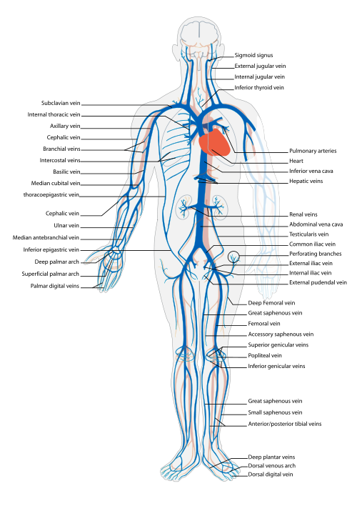 veins and arteries of body. That arteries-of-the-ody