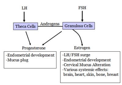 Testosterone is produced in