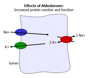 aldosterone