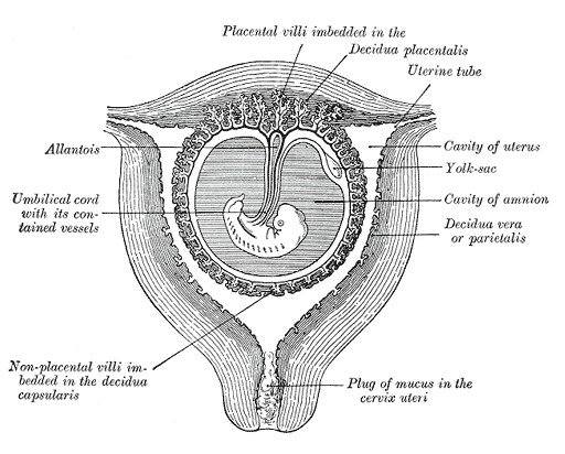 amniotic_sac