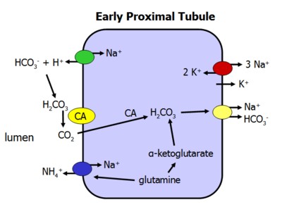 reabsorption