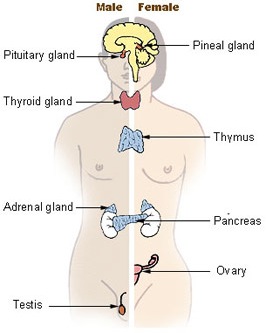 endocrine system