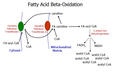 Oxidation Fat 95