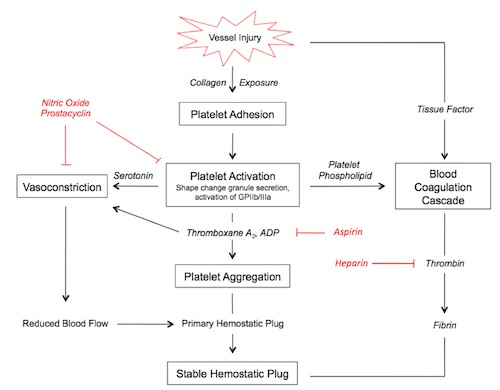 hemostasis