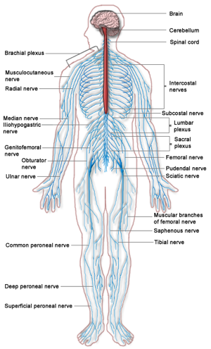 The Nervous System