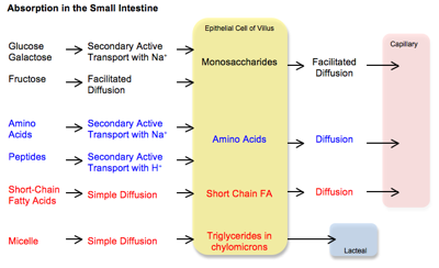 absorption