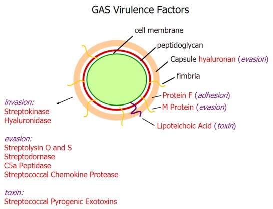 group A strep virulence factors