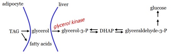 Gluconeogenese glycerin Unterschied zwischen