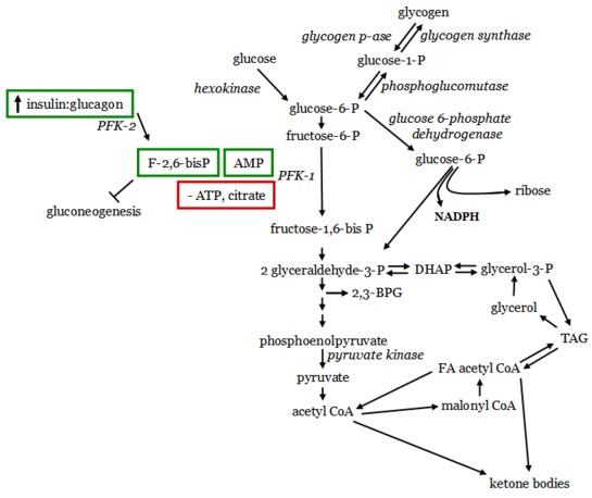 glycolysis