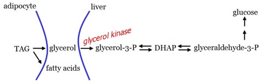 glycerol gluconeogenesis