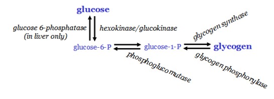 glycogen production