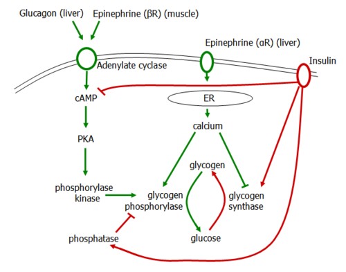 glycogen regulation