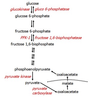 glycolysis gluconeogenesis