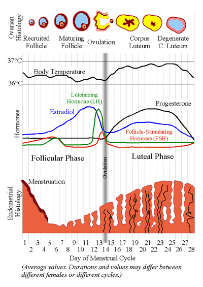 Menstrual Cycle Phases - Encino, CA - Menstrual Cycle Phases