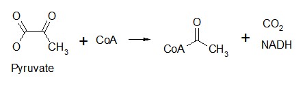 tca cycle