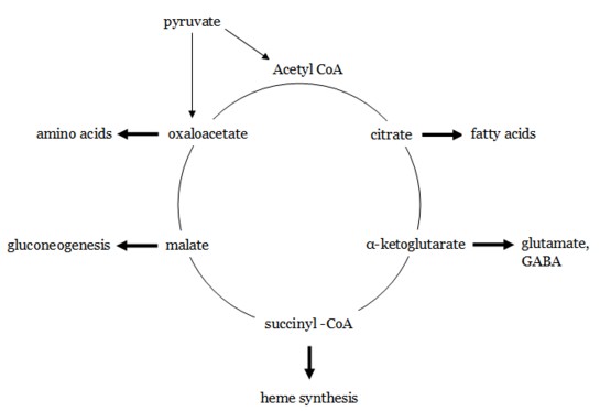 tca cycle