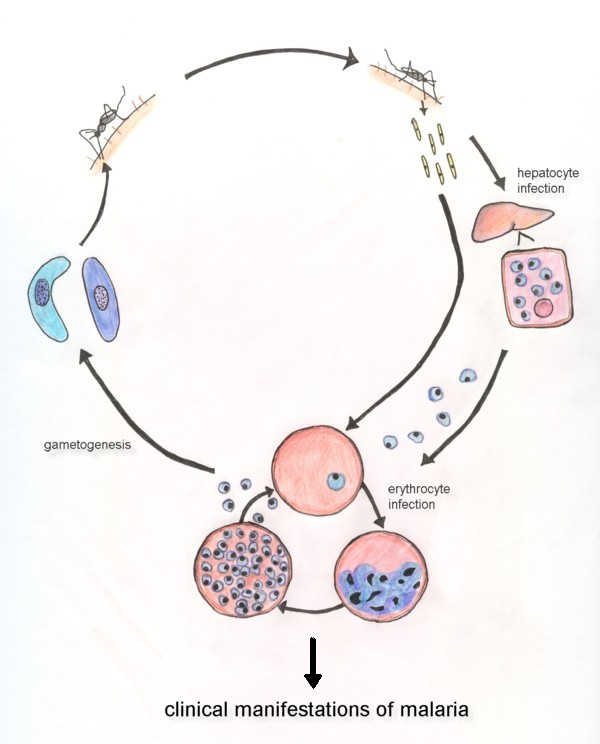 Малярийный плазмодий способ заражения